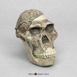 Australopithecus africanus Cranium Sts 5 "Mrs. Ples" with Reconstructed Jaw