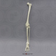 Human Male Asian Robust Leg, Articulated