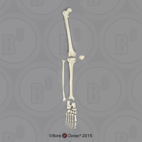 Human Male Asian Robust Leg, Disarticulated