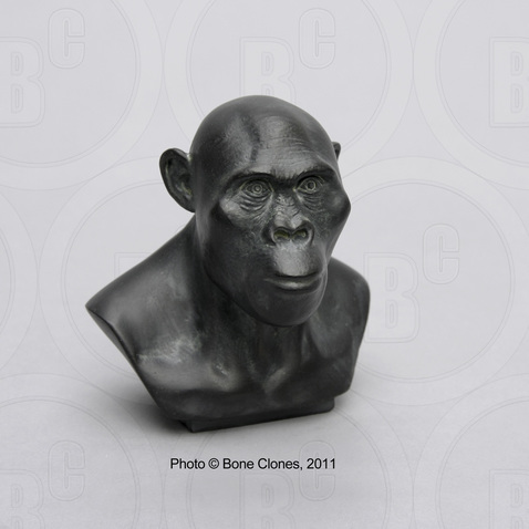 Australopithecus africanus bust by Atelier Daynes, one quarter scale, image