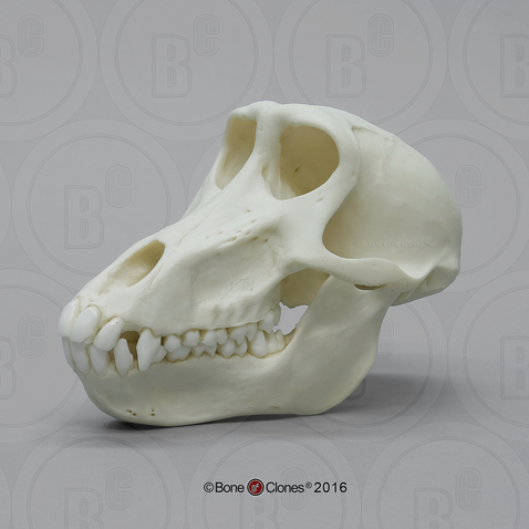 Female Chacma Baboon Skull