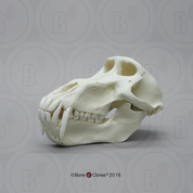 Male Chacma Baboon Skull