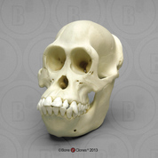 Bornean Orangutan Female Skull