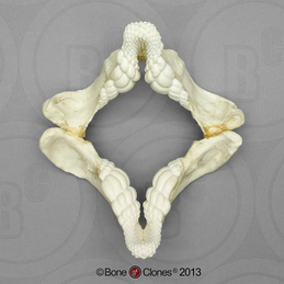 Tag Shark - Bone Clones, Inc. - Osteological Reproductions