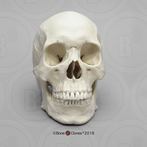 Bone Clones, Inc. - Osteological Reproductions