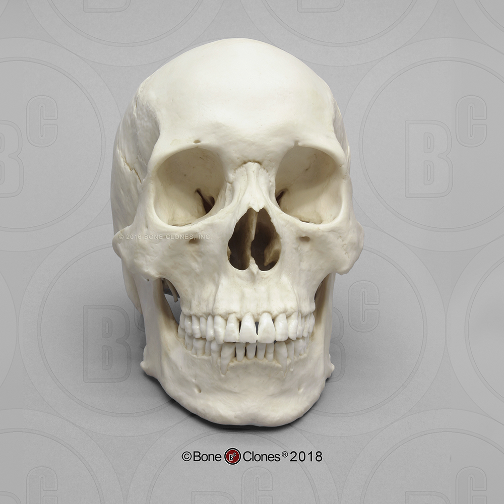 Human Male Asian Skull Bone Clones Inc Osteological Reproductions