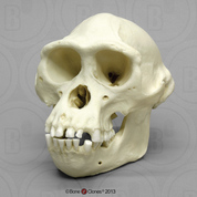 Male Bonobo Skull