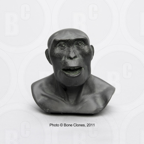 Australopithecus afarensis female bust by Atelier Daynes, one quarter scale, image