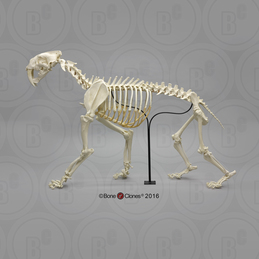 Sabertooth Cat Smilodon Articulated Skeleton, Antique Finish