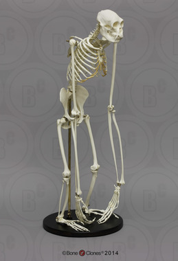 Articulated Siamang Skeleton