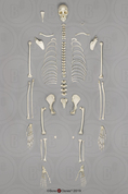 Disarticulated Siamang Skeleton