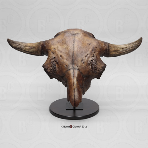 Bison antiquus Skull with Stand