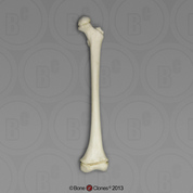 5-year-old Human Child Femur, Articulated