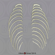 Indri Lemur Ribs, Set of 24 (left and right)