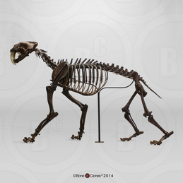 Sabertooth Cat Smilodon Articulated Skeleton, Tarpit Finish