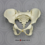5-year-old Human Child Pelvis, Articulated