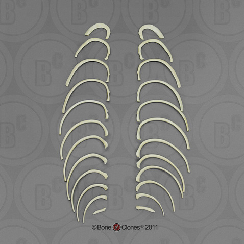 Human Adolescent Ribs, Set of 24 (left and right)
