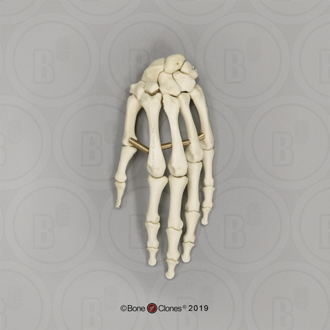 Human Male European Hand, Articulated, Premium Flexible