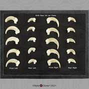Sloth Bear Claws Set of 20 in Riker Box