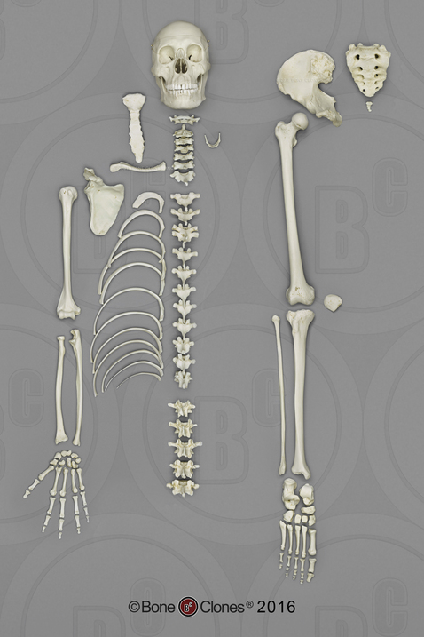 Disarticulated Human Male Asian Half Skeleton