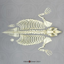 Disarticulated Manatee Skeleton