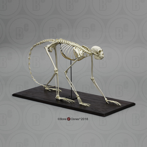 Black Spider Monkey Skeleton, Articulated