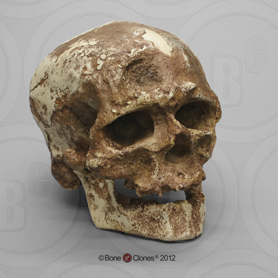 Neanderthal Skeleton Articulated - Bone Clones, Inc