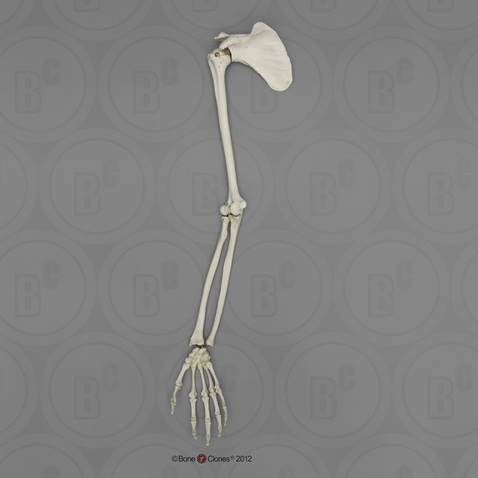 Human Male Asian Arm, Articulated with Scapula