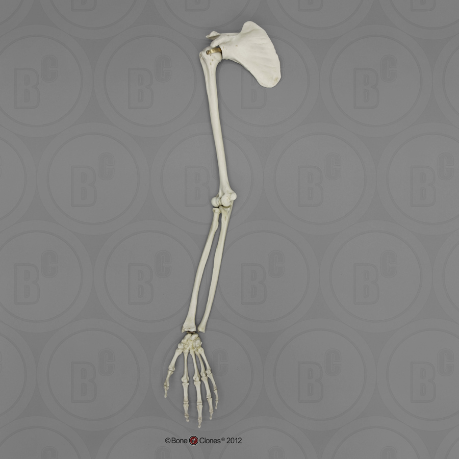 Human Male Asian Arm, Articulated with Articulated Rigid Hand (with