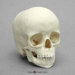 Ancient Human 5-year-old Child Skull, dated 6,000 years