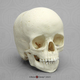 5-year-old Archaic Human Child Skull, dated 6,000 years