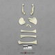 Human Fetal Full Term Set of 8 Postcranial Bones