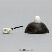 Ruby-throated Hummingbird Skull and Egg Set