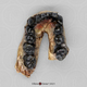 Homo habilis OH 7 Jaw