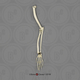 Vervet Arm, Articulated w/ Articulated Rigid Hand (no Scapula)