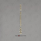 Siamang Vertebral Column-all 24 Vertebrae, Disarticulated