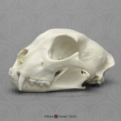 Male Cheetah Skull