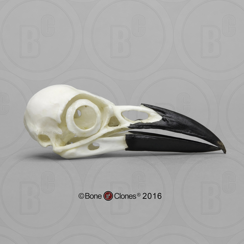 Crow Skull