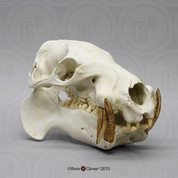 Pygmy Hippo Skull
