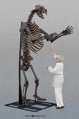 Short-faced Bear Articulated Upright Skeleton