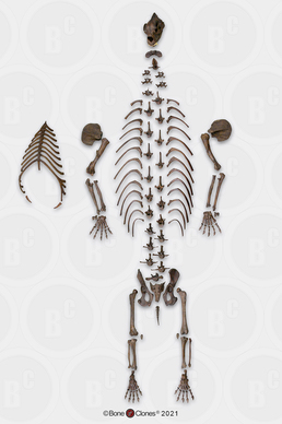 Disarticulated Short-Faced Bear Skeleton
