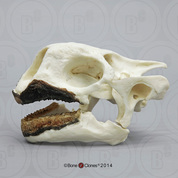 Aldabra Tortoise Skull