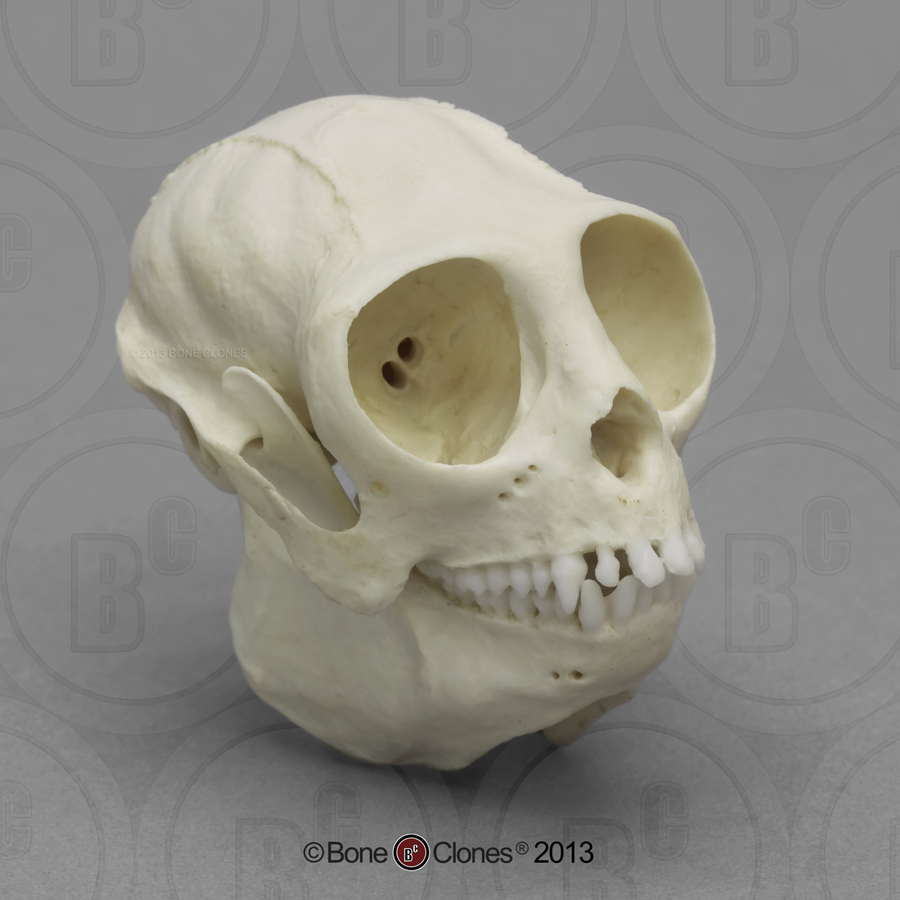 Titi Monkey Skull - Bone Clones, Inc. - Osteological Reproductions