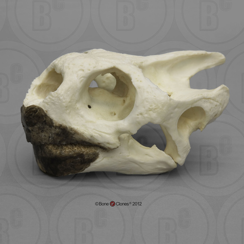 Galapagos Tortoise Skull