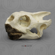 Galapagos Tortoise Skull
