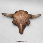 Bison antiquus Skull