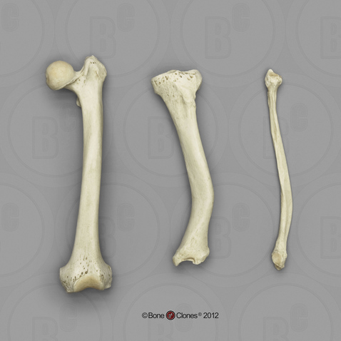 tibia and fibula bones