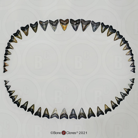 Fossil Megalodon Shark Set of 46 Teeth