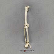 Male Chimpanzee Leg, Articulated with Articulated Rigid Foot