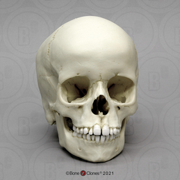 6-year-old Human Child Skull